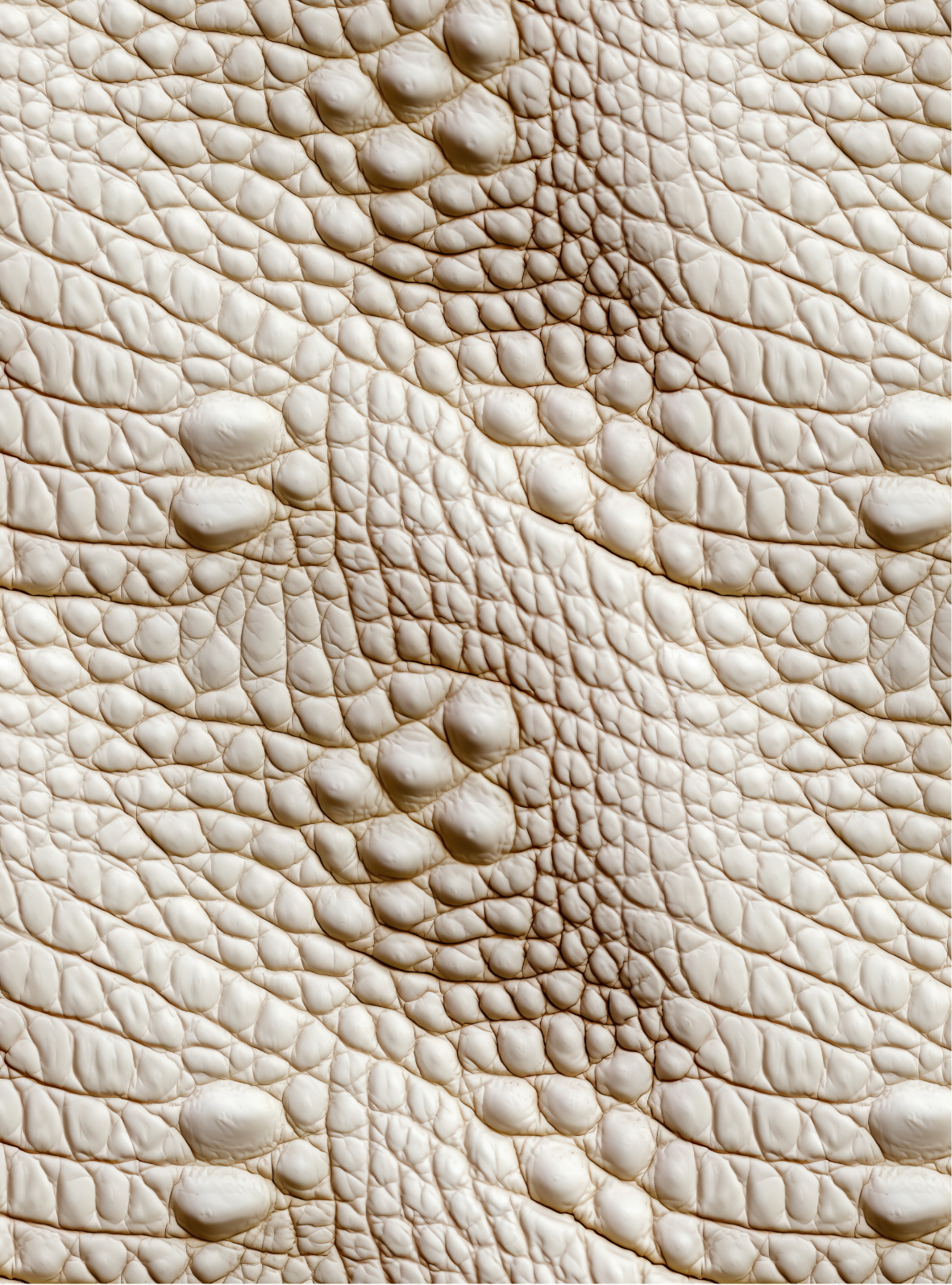 Crocodile transfer paper 24