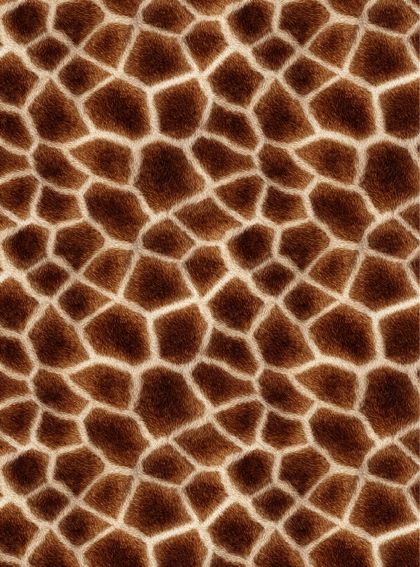 Giraffe 1