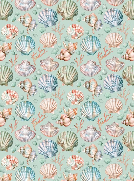 Seashell 1